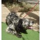Dusty, English Setter - Rüde