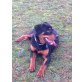 Dusty, Rottweiler-Howaward - Rüde