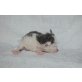Dusty, Selkirk Rex - Kater