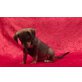 Dusty, Zwerg-Pinscher-Mischling Welpen - Rüde