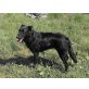 Dusty, sucht neue Familie - Rüde