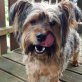 Dusty  unkomplizierter und lieber Zeitgenosse, Sky-Terrier Mischling - Rüde