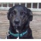 Dutch, Labradormix - Rüde