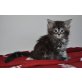Dyani, Maine Coon - Katze
