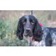 Dylan, sehr lieb, Cocker Spaniel - Rüde