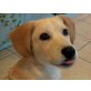 Dzeny, Labrador Mischling Welpen - Hündin