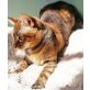 E M M A, ist eine clevere Katzenschönheit - Katze