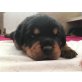 E-Vom Jungfrauen Stein , Rottweiler Welpen - Hündin