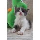 E Wurf, Maine Coon - Kater