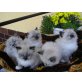 E-Wurf, Neva Masquarade - Kater