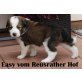 E-wurf, Border-Collie Welpen - Rüde