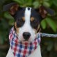 EASY - kastriert, Bodeguero-Andaluz (span. Jack-Russel) Welpen - Hündin