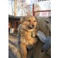 EBBI (FIL) sucht dringend gutes Zuhause!! - Hündin