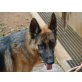 ECCO, sensibler,sich einsam fühlender Schäferhund - Rüde