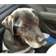 EDDY, Pflegestelle Niederösterreich, Gelehriger Katzenverträglicher Kumpel - Rüde