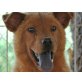 EDEN, Chow-Chow-Mischlg.gut gelauntes Bärchen - Rüde