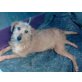 EDINA - Pflegestelle Steiermark, mittelgroße Schnauzer-Mix - Hündin