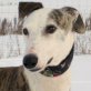 EDITH, Galga - Hündin