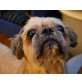 EGON Einstein, Pflegestelle Wien, ABSOLUTES UNIKAT - pfiffiger Shi-Tsu/Mops-Mix - Rüde