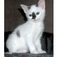EHK - Katze