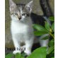 EHK - Katze