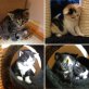 EK - Kater