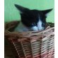 EKH-ELH - Katze