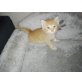 EKH=Hauskatze - Kater
