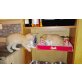 EKH=Hauskatze - Kater