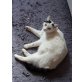 EKH - Katze