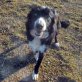 ELA, Border Collie-(Mix) - Hündin