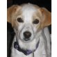 ELA, Pflegestelle Salzburg, IDEALER FAMILIENHUND - süße Beagle-Mix - Hündin