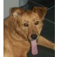 ELBA - Pflegestelle Salzburg, TRAUMHUND - liebevolle Mischlings - Hündin