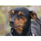 ELEKTRO Milo, Pflegestelle Salzburg, aufgeweckter, intelligenter PINSCHER - Rüde
