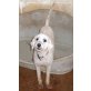 ELENA, Pudel Mix - Hündin