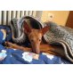 ELFI, Podenco Whippet Mischling 1 Jahr - Hündin