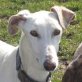 ELI, Galga - Hündin