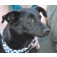 ELIRO - Pflegestelle Österreich, Dackel-Pinscher-Mix - Rüde