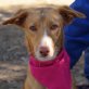 ELIZA - Ubeda, Podenco-Andaluz, kastriert - Hündin