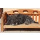 ELLA 4, Cairn Terriermixhündin, kastriert, PS NÖ - Hündin