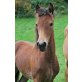 ELLA, Barockpinto / Haflinger - Stute