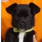 ELLA, Mops Chihuahua Mischling Welpen - Hündin