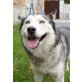 ELLA, Siberian Husky - Hündin