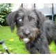 ELLI, Pflegestelle Niederösterreich, Kleine Genießerin! Ansprechende Schnauzermix - Hündin