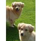 ELMER & EDWIN - nur gemeinsam!!!, Pflegestell, Goldstücke im Doppelpack - Mischlings - Rüde