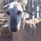 ELORA, Galga (noch nicht) kastriert, geb. ca. 2008 - Hündin