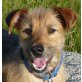 ELSINA, Pflegestelle Wien, nach Unfall wieder flott unterwegs!Terriermix - Hündin