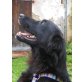 ELTON, Pflegestelle Oberösterreich, TREUER KAMERAD - Flat Coated/Retrievermix - Rüde