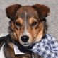 ELTON - Ubeda - kastriert, Jack-Russell-Terrier-Mischling - Rüde