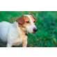 ELVIRA, Jack-Russell-Terrier - Hündin